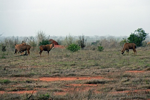 Kenia (420)
